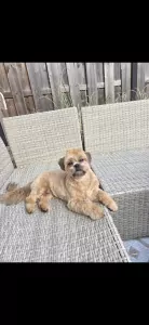 Shih Tzu te koop verkopen Almere Nederland - 5437