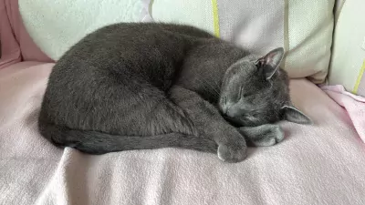 Blauwe Rus - afbeelding 5