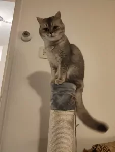 Brits Korthaar te koop verkopen Purmerend Nederland - 5244