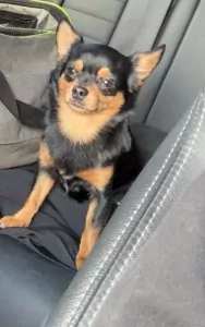 Chihuahua te koop verkopen Hechtel-Eksel Belgie - 4854