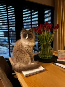 Ragdoll te koop verkopen Zevenbergen Nederland - 4981