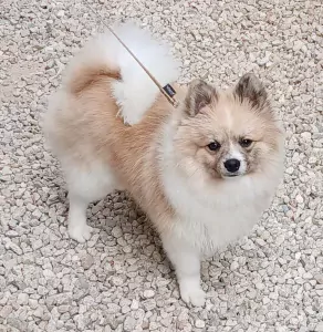 Keeshondje reutje gecastreerd van  9 maanden   . - afbeelding 2