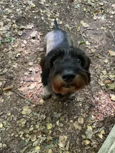 Teckel te koop verkopen Zwolle Nederland - 5112