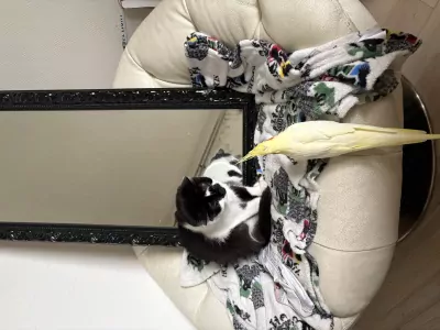 4 jarig geel popje zoekt nieuwe thuis komt met kooi - afbeelding 2