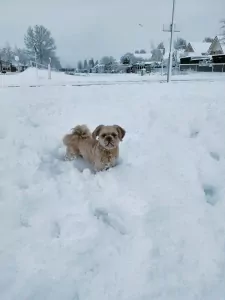 Goud Bruine Boomer 15 maand incl paspoort - afbeelding 4