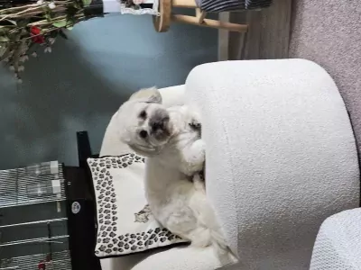 Lief boomer hondje - afbeelding 3