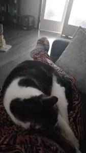 Lief poes tekoop - afbeelding 3