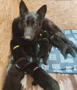 Duitse Herder te koop verkopen Eindhoven Nederland - 5731