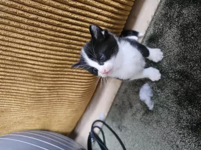 Tuxedo kittens - afbeelding 4