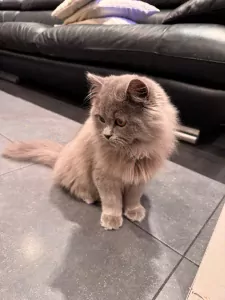 Brits Langhaar te koop verkopen Antwerpen Belgie - 5065