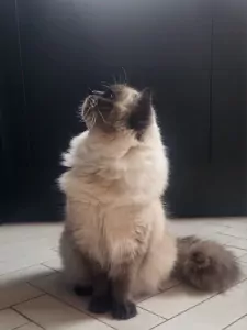 teef nestjes