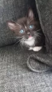 2 mooie kittens katertjes - afbeelding 3
