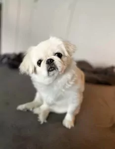 Pekingees te koop verkopen Utrecht Nederland - 5253