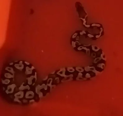 Slangen te koop verkopen ZWOLLE Nederland - 5138