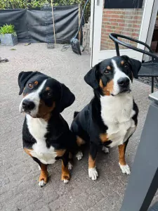 teef nestjes
