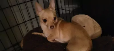 Chihuahua te koop verkopen Maastricht Nederland - 5280