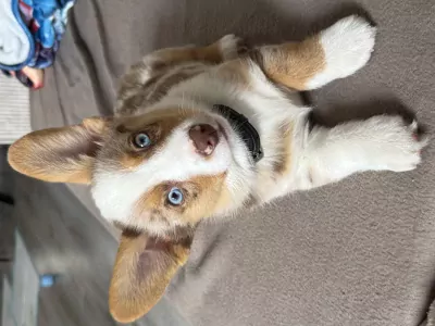 Mooie Welsh Corgi Cardigan reu red merle - afbeelding 2