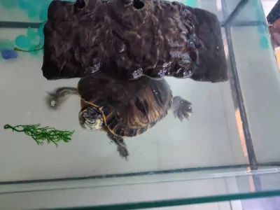 Waterschildpad - afbeelding 6