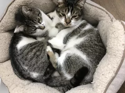 2 broertjes die graag buiten maar ook binnen  zijn - afbeelding 5