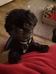 Shih Tzu te koop verkopen Schiedam Nederland - 5412