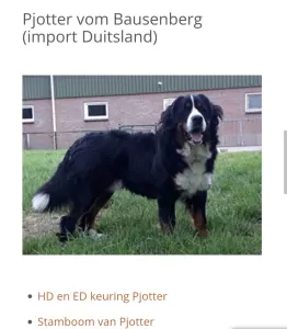 teef nestjes