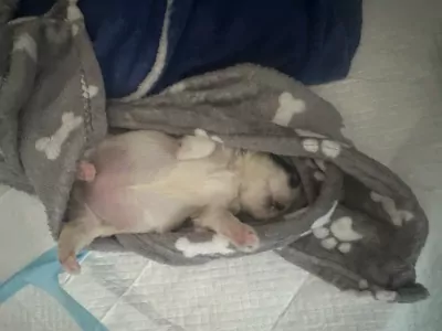 Ben opzoek naar een warm huisje voor Coco! - afbeelding 2