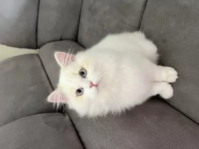 Speels Selkirk Rex katertje zoekt liefdevol thuis - afbeelding 3