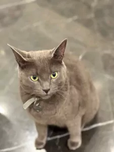 Blauwe Rus - afbeelding 4