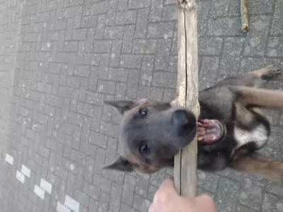 Mechelse Herder pup van 14 weken. Teefje - afbeelding 5