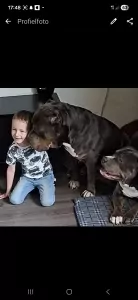 American Bully XL - afbeelding 6