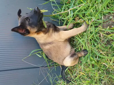 Mechelse Herder pup te koop - afbeelding 2