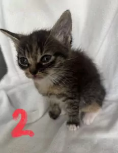 4 lieve mooie dames kittens - afbeelding 3
