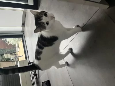 Moos is op zoek naar een nieuw baasje - afbeelding 2
