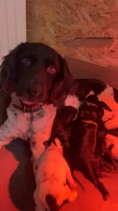 Labradoodle te koop verkopen Halle Belgie - 5046