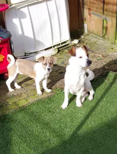 Boomer te koop verkopen Horst Nederland - 4857