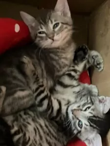 Twee lieve Bengaalse kittens - afbeelding 2