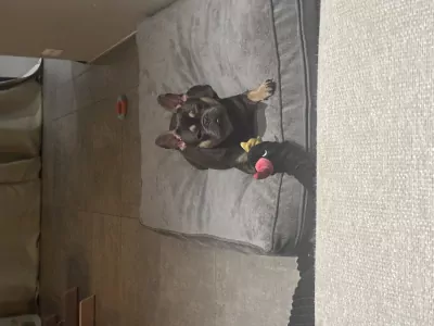 Franse bulldog teef - afbeelding 3