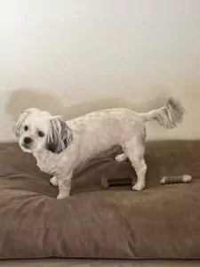 Chica en Perra zijn zusjes en 2 jaar oud - afbeelding 3