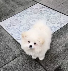 Pomeriaan 4 maanden reu zoekt nieuwe baas - afbeelding 4