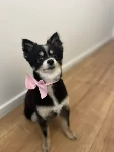 Dwergkeeshond te koop verkopen Alkmaar Nederland - 5106