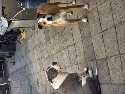 American Staffordshire Terriër te koop verkopen Eindhoven Nederland - 5381