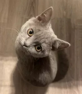 Brits Korthaar te koop verkopen Amersfoort Nederland - 5267