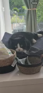 Geen Raskat te koop verkopen Zoetermeer Nederland - 5054