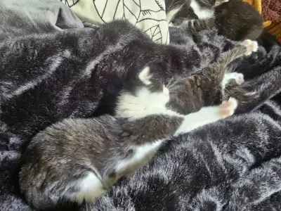 Ragdoll kittens - afbeelding 7