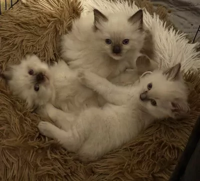 Ragdoll te koop verkopen Utrecht Nederland - 5688