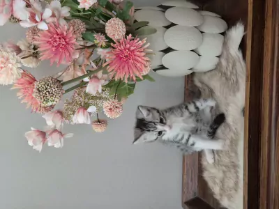 Super schattige kittens - afbeelding 4