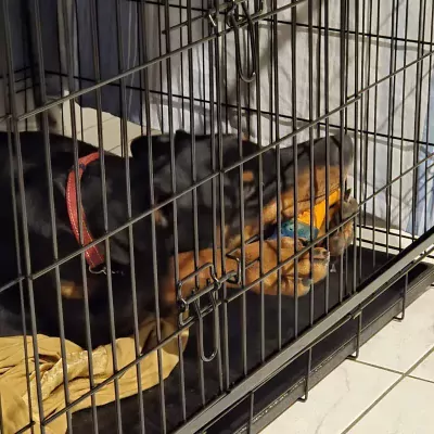 Kehemo - afbeelding 3