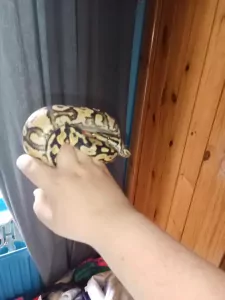 Bal Phyton - afbeelding 2