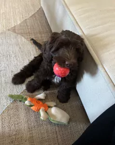 Labradoodle medium Max - afbeelding 5
