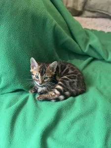 Kittens te koop - afbeelding 3